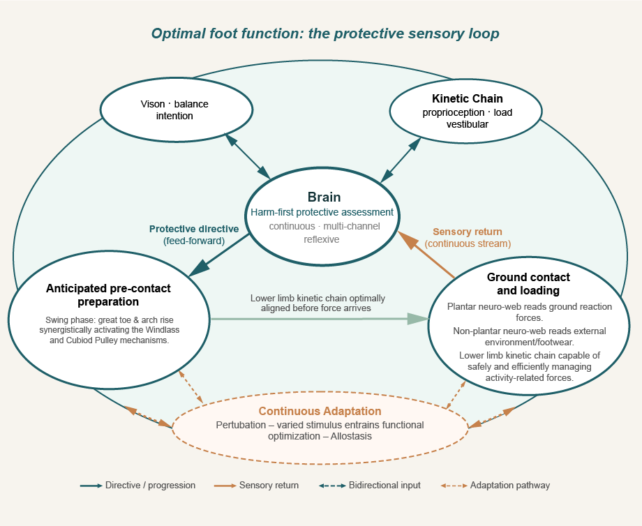 Optimal foot function: the protective sensory loop — showing the full anticipatory cascade of sensory input, pre-contact preparation, and adaptive loading that defines healthy gait.