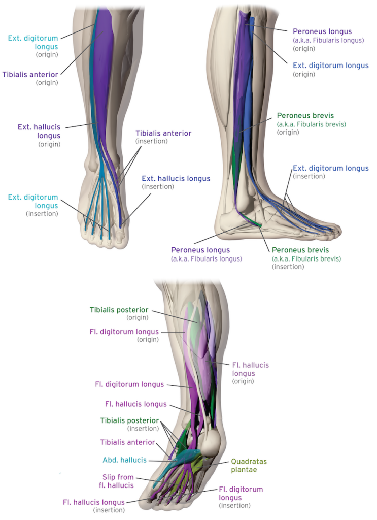 Illustrations of the foot's intrinsic and extrinsic muscles.